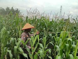 Polsek TPTM Pantau Perkembangan Tanaman Jagung Program Ketahanan Pangan Nasional 