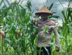 Polsek TPTM Perkuat Ketahanan Pangan, Jagung di Lahan Produktif Tumbuh Baik