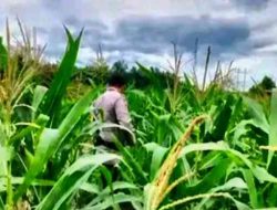 Bhabinkamtibmas Cek Pertumbuhan Jagung, Perkuat Ketahanan Pangan