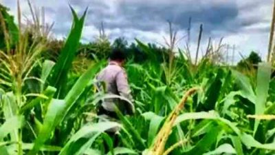 Bhabinkamtibmas Cek Pertumbuhan Jagung, Perkuat Ketahanan Pangan