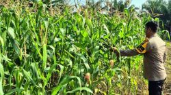 Polsek TPTM Pantau Perkembangan Tanaman Jagung di Lahan Ketahanan