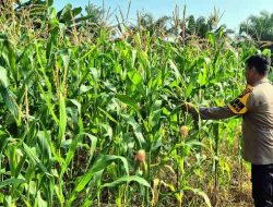 Polsek TPTM Pantau Perkembangan Tanaman Jagung di Lahan Ketahanan