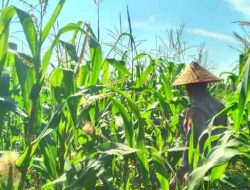Polsek TPTM Rutin Pantau Lahan Jagung Ketahanan Pangan, Mulai Memasuki Fase Berbuah
