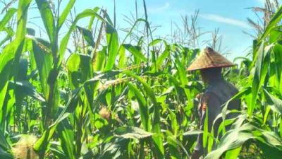 Polsek TPTM Rutin Pantau Lahan Jagung Ketahanan Pangan, Mulai Memasuki Fase Berbuah