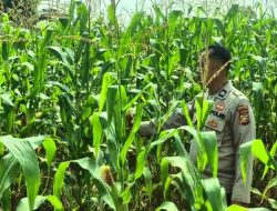 Jagung Ketahanan Pangan di Lahan Polsek TPTM Mulai Berbuah, Pemantauan Terus Dilakukan Hingga Panen