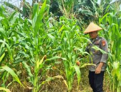 Dukung Ketahanan Pangan Nasional, Polsek TPTM Pastikan Tanaman Jagung Berkembang Optimal