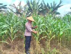 Polsek TPTM Pantau Pertumbuhan Jagung Program Ketahanan Pangan