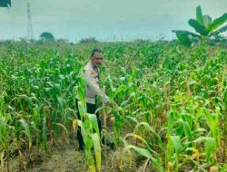 Dukung Ketahanan Pangan Nasional, Polsek TPTM Intensifkan Monitoring Tanaman Jagung Hingga Masa Panen
