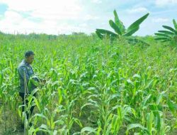 Polsek TPTM Rutin Pantau Perkembangan Jagung Program Ketahanan Pangan