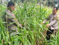 Polsek Bagan Sinembah Pantau Pertumbuhan Jagung, Dukung Program Ketahanan Pangan Nasional