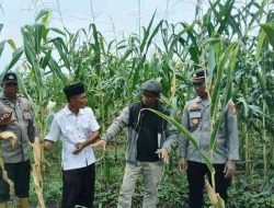 Polsek TPTM Evaluasi Pertumbuhan Jagung Program Ketahanan Pangan, Hama dan Banjir Jadi Kendala