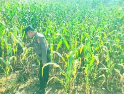 Dukung Ketahanan Pangan, Polsek TPTM Rutin Cek Pertumbuhan Jagung Pipil