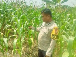 Polsek TPTM Pantau Pertumbuhan Jagung, Tanaman Ketahanan Pangan Mulai Berbuah