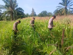 Polsek Bagan Sinembah Intensif Pantau Pertumbuhan Jagung, Wujud Nyata Dukung Program Ketahanan Pangan Nasional