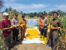 Kapolsek Rambah Samo, Dukung Program Ketahanan Pangan Presiden dengan Hasil Panen Jagung