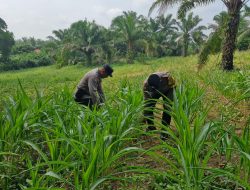 Tak Hanya Jaga Kamtibmas, Polsek Bagan Sinembah Turun ke Ladang, Kawal Ketahanan Pangan Demi Sukseskan Asta Cita Presiden