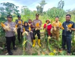 Komitmen Dukung Program Ketahanan Pangan RI, Kapolsek Rambah Samo Panen Raya Jagung 3 Ton di Lahan 7 Hektare Sei Salak