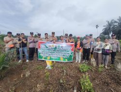 Polsek Ramso tetap konsisten dukung ketahanan pangan, kini menanam di Desa Sei kuning
