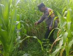 Bhabinkamtibmas Polsek Bukit Kapur Cek Perkembangan Lahan Jagung, Dukung Program Ketahanan Pangan Nasional