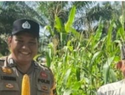 Polsek Bonai Darussalam Perkuat Dukungan Tanaman Pangan Jagung Hebrida di Kasang Mungkal Mulai Berbuah