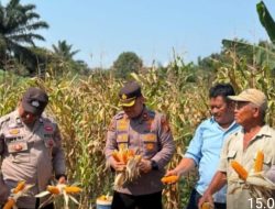 Polres Rohul melalui Polsek Ujung Batu, Perkuat Ketahanan Pangan dan Dukung Swasembada Nasional dengan Panen Jagung di Desa Ngaso