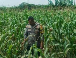 Polsek TPTM Intensif Pantau Pertumbuhan Jagung, Tanaman Mulai Berbuah