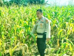 Polsek TPTM Pantau dan Pastikan Tanaman Jagung Ketahanan Pangan Tumbuh Optimal