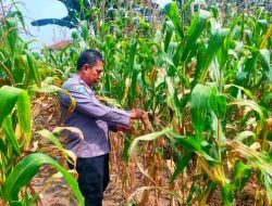 Polsek TPTM Periksa Perkembangan Jagung yang Mulai Berbuah