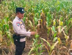 Polsek TPTM Rutin Cek Tanaman Jagung Program Ketahanan Pangan