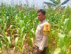 Polsek TPTM Pantau Tanaman Jagung Ketahanan Pangan di Kelurahan Melayu Besar