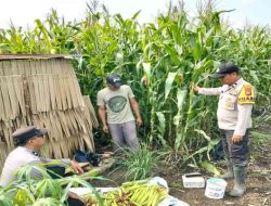 Polsek Batang Tuaka Cek Pertumbuhan Jagung, 90 Persen Tumbuh Subur