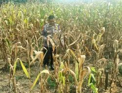 Polsek TPTM Pantau Perkembangan Jagung Ketahanan Pangan, Jelang Masa Panen 