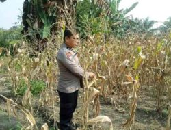 Polsek TPTM Pantau Perkembangan Jagung di Lahan Ketahanan Pangan