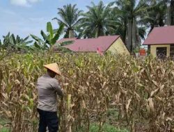 Tanaman Jagung di Lahan Ketahanan Pangan Polsek TPTM Mulai Memasuki Masa Panen