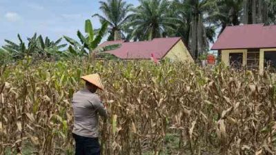 Tanaman Jagung di Lahan Ketahanan Pangan Polsek TPTM Mulai Memasuki Masa Panen