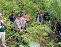 Respon Cepat Polres Langkat Ungkap Ladang Ganja di Kuala, 11 Batang Diamankan
