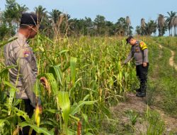 Polsek Bagan Sinembah Intensif Pantau Pertumbuhan Jagung Pipil, Wujud Nyata Dukungan Asta Cita Presiden RI