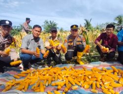 Dukung swasembada Pangan, Polsek Rambah Samo Melalui Panen Jagung, Wujudkan Polisi Cinta Petani.