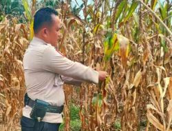 Polsek TPTM Cek Perkembangan Jagung Ketahanan Pangan, Tanaman Siap Dipanen