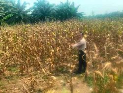 Tanaman Jagung Ketahanan Pangan Polsek TPTM Segera Panen