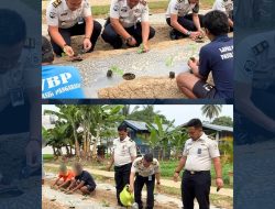 Lapas Pasir Pangarayan Latih Warga Binaan Budidaya 850 Terong Ungu