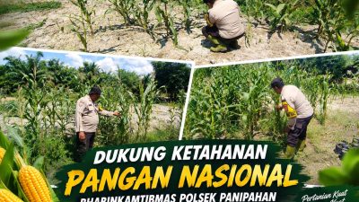 Dukung Ketahanan Pangan Nasional, Bhabinkamtibmas Polsek Panipahan Pantau Pertumbuhan Jagung Pipil