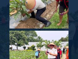Kalapas Pasir Pangaraian Turun Langsung, Ajarkan Warga Binaan Cara Mengelola Kebun Terong
