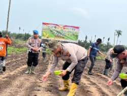 Dukung Swasembada Pangan 2026, Polsek Bukit Kapur Tanam Jagung Pipil di Lahan Seluas 1 Hektare