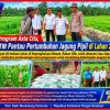 Polsek TPTM Pantau Pertumbuhan Jagung Pipil di Lahan Seluas 25 Hektar